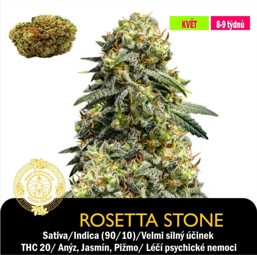 Rosetta Stone / Feminizováno