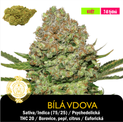 Bílá Vdova / White Widdow / Feminizované