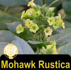 Mohawk Rustica