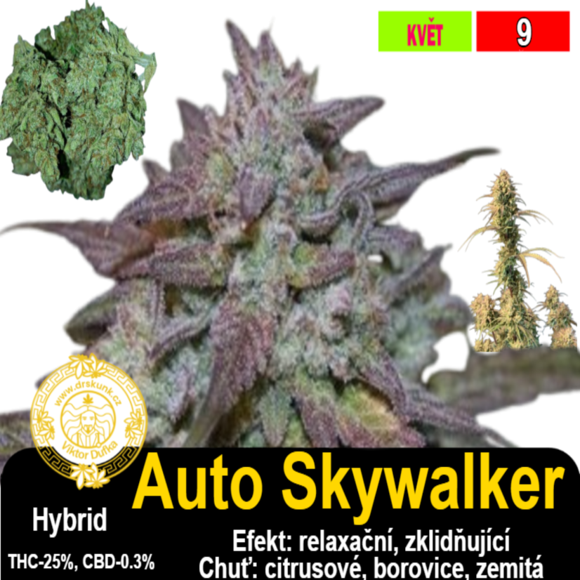Auto Skywalker / feminizovano - semena, : 3