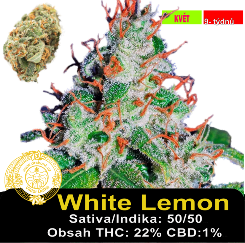 White Lemon / Feminizováno