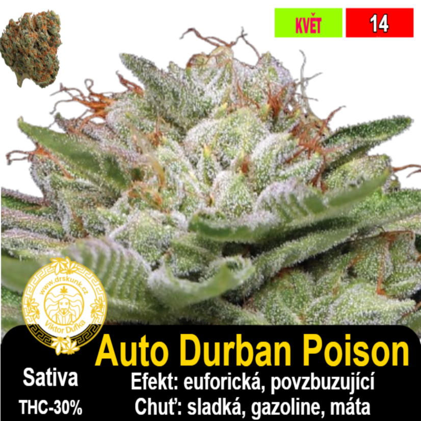 Auto Durban Poison / feminizovano - semena, : 1