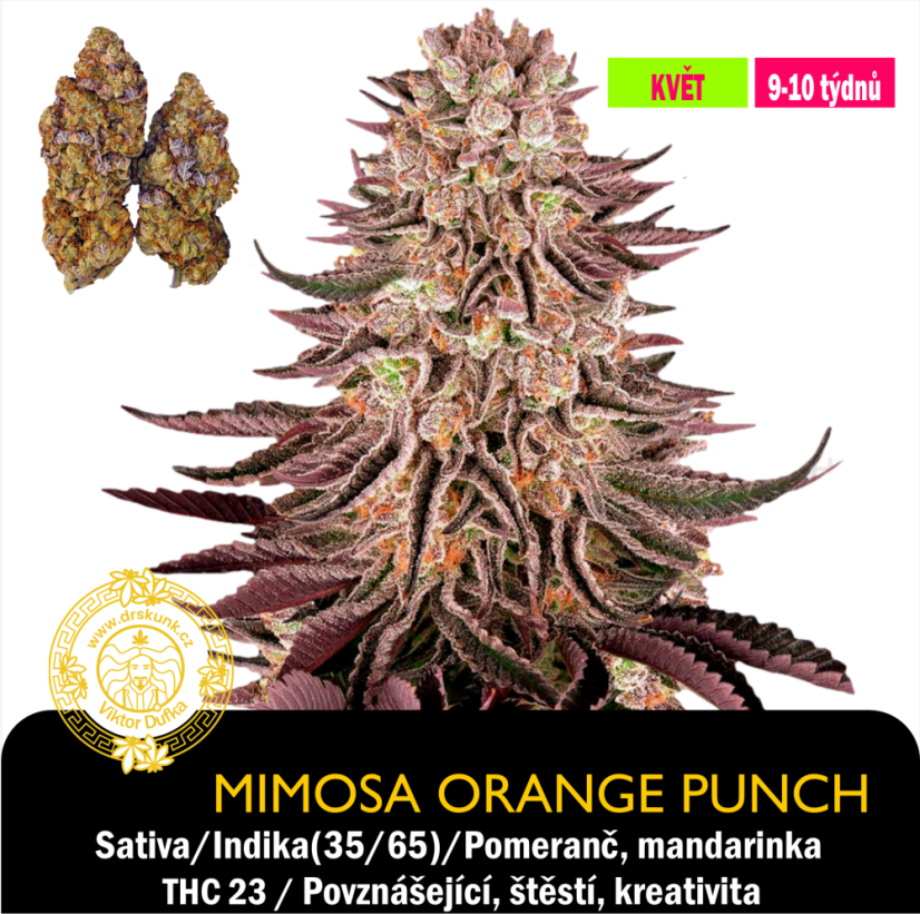 Mimosa x Orange Punch / Feminizováno
