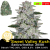 Sweet Valley Kush / Feminizováno