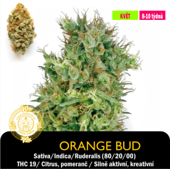Orange Bud [Oranžbád] / Feminizováno