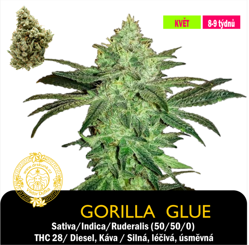 Gorilla Glue / Feminizované