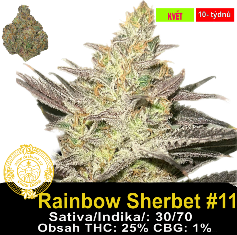 Rainbow Sherbet #11/ Feminizováno