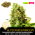 Auto Bílá Vdova [White Widow] / Feminizováno
