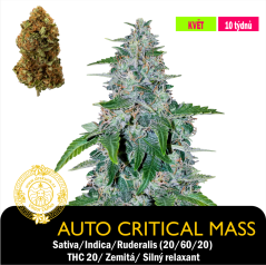 Auto Critical Mass  / Feminizováno