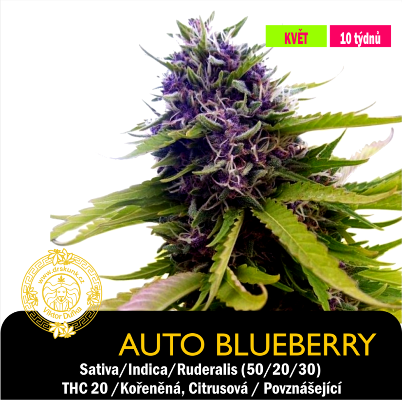Auto Blueberry / Feminizováno