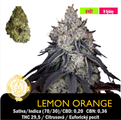 Lemon Orange / Feminizováno