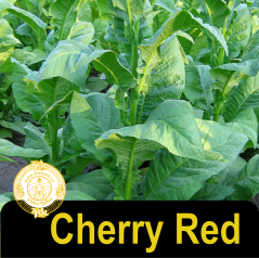 Cherry Red