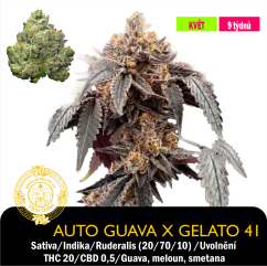 Auto Guava x Gelato 41 / Feminizováno