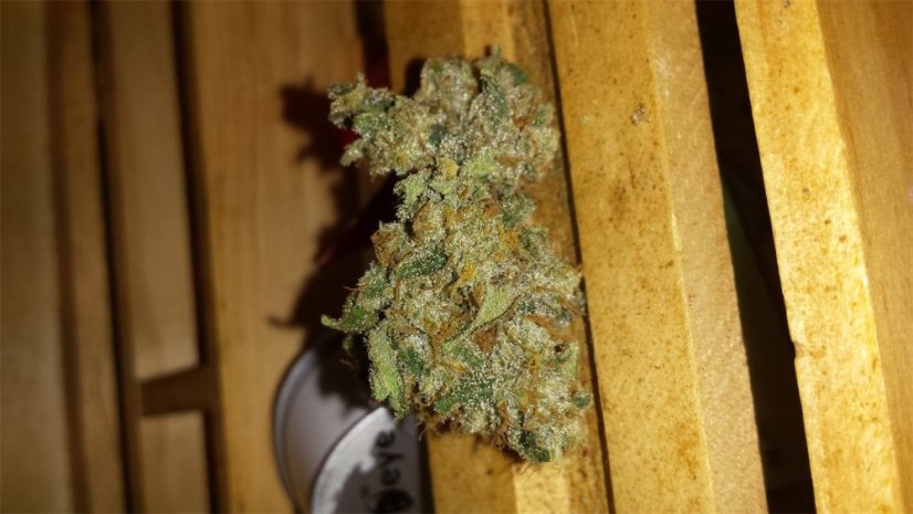 Chronic / feminizovano - semena, : 5
