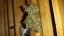 Chronic / feminizovano - semena, : 5