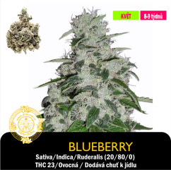 Blueberry /Feminizováno