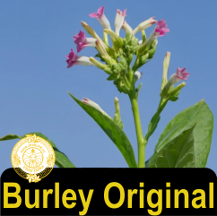 Burley Original