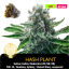 Hash Plant / Feminizováno