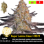 Super Lemon Haze × RS11