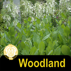 Woodland