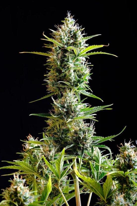 Auto Kick Ass / feminizovano - semena, : 10