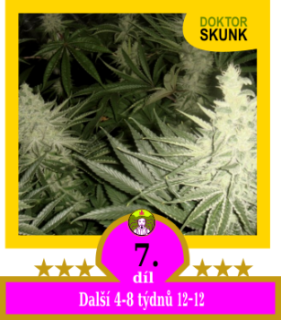 7) Další 4-8 týdnů 12-12