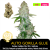 Auto Gorilla Glue /Feminizováno