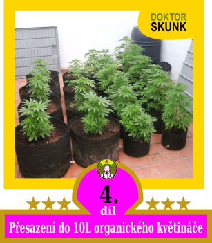 4) Přesazení do 10L organického květináče