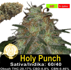 Holy Punch / Feminizováno