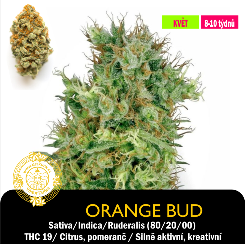 Orange Bud [Oranžbád] / Feminizováno