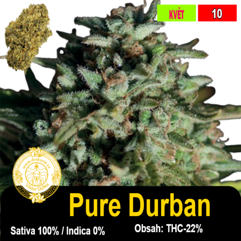 Pure Durban / feminizovano - semena, : 3