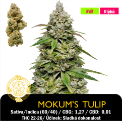 Mokum's Tulip / Feminizováno