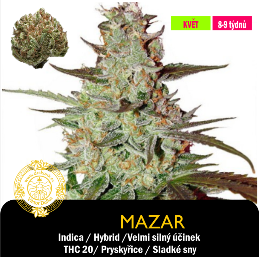 Mazar / Feminizováno