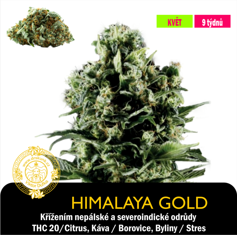 Himalaya Gold / Feminizováno