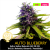 Auto Blueberry / Feminizováno
