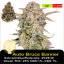 Auto Bruce Banner / Feminizováno