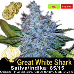 Great White Shark / Feminizováno