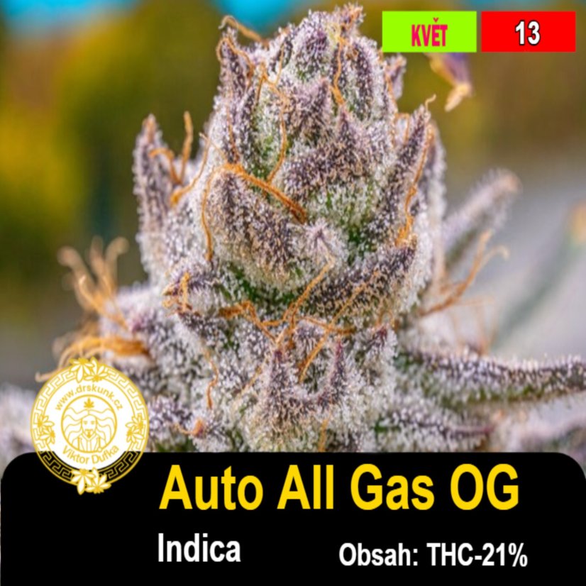 Auto All Gas OG / feminizovano - semena, : 5
