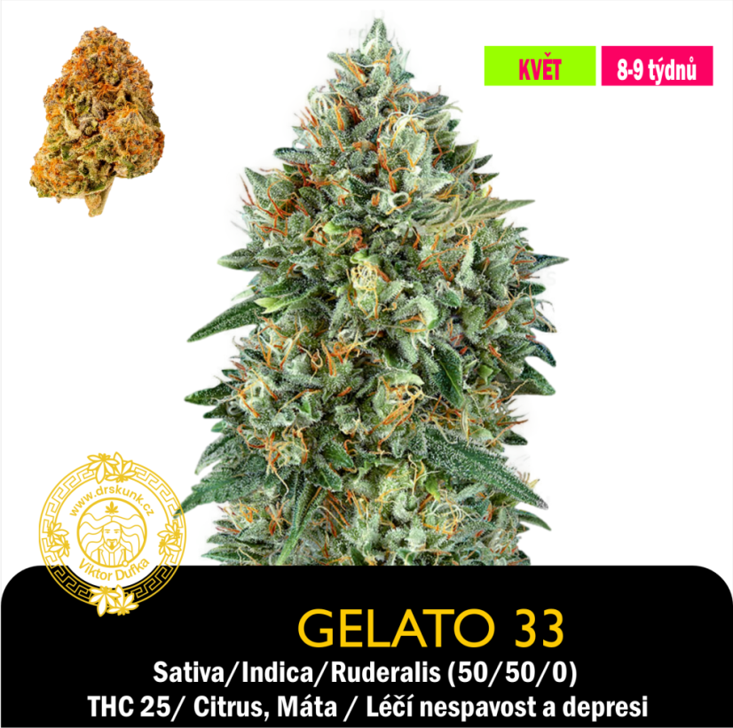 Gelato 33 / Feminizováno
