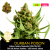 Durban Poison / Feminizováno