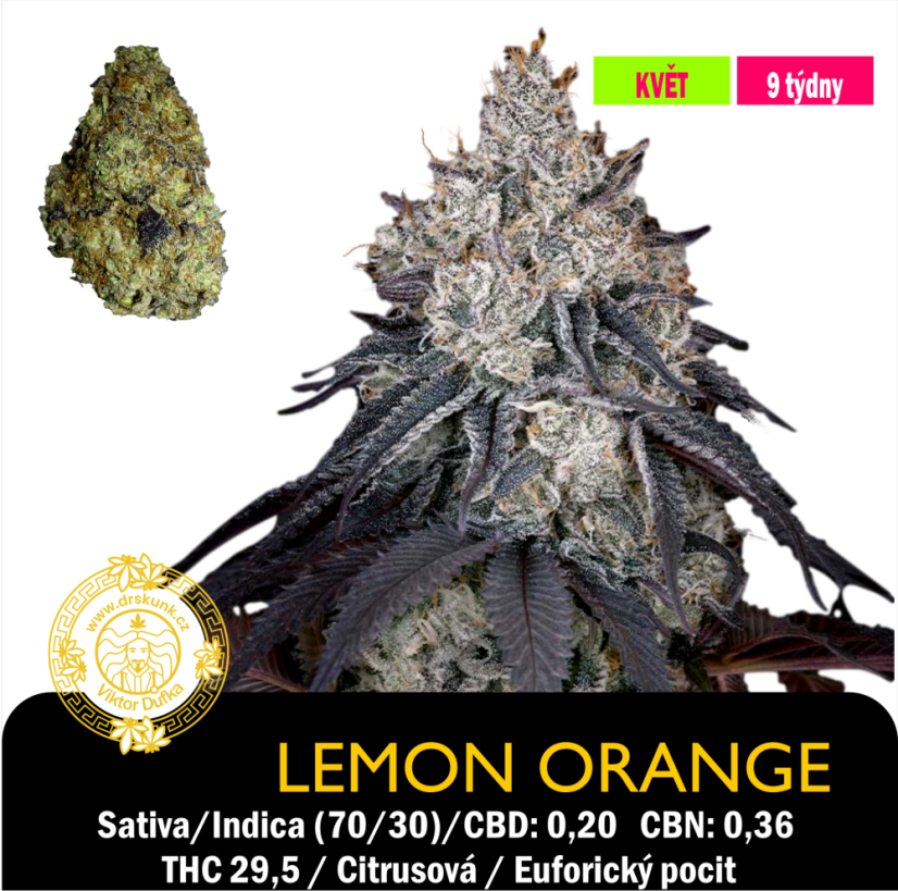 Lemon Orange / Feminizováno