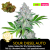Auto Sour Diesel  / Feminizované