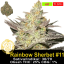 Rainbow Sherbet #11/ Feminizováno