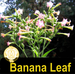 Banana Leaf