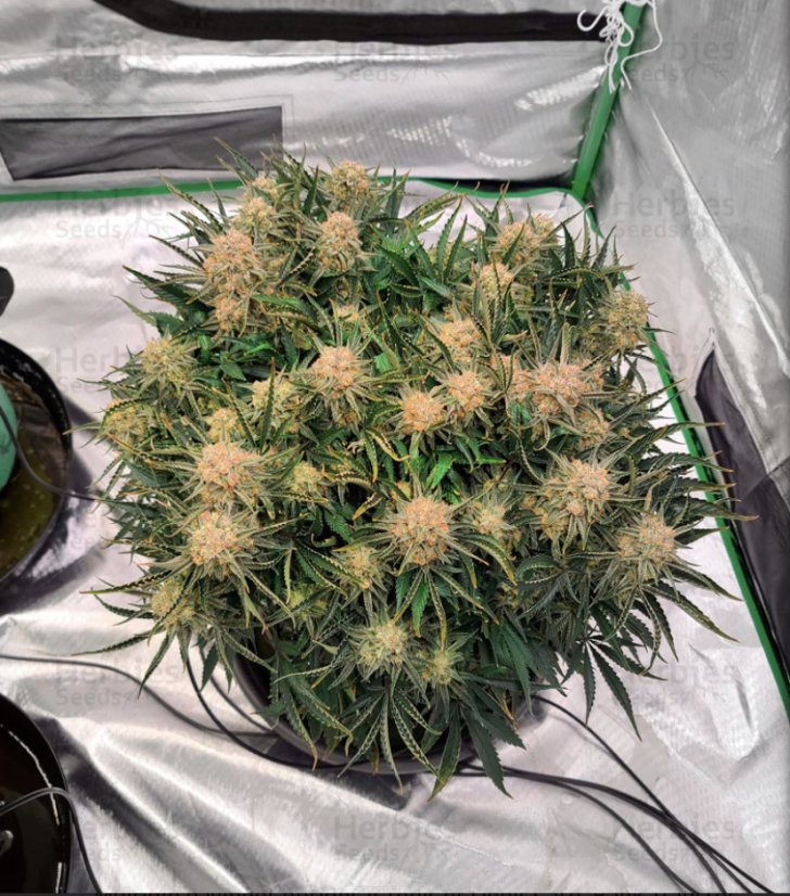 Auto Bruce Banner / Feminizováno