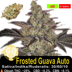 Frosted Guava Auto / Feminizováno