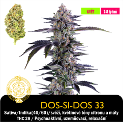 Dos Si Dos 33 / Feminizováno