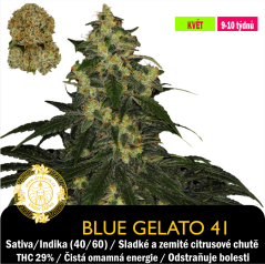Blue Gelato 41 / Feminizováno