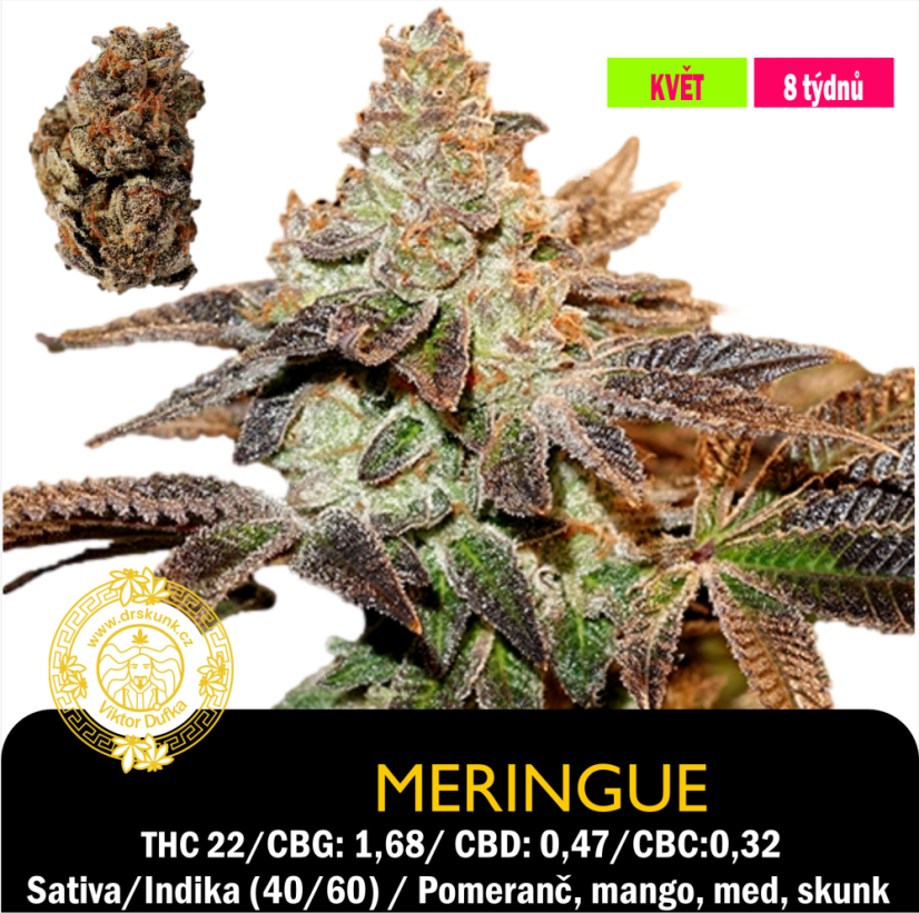 Meringue / Feminizováno