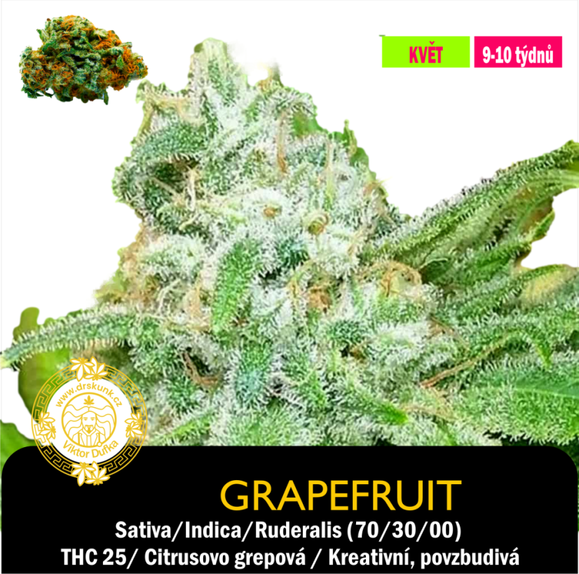 Grapefruit / Feminizováno